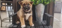 Harley , a male Shiba Inu for sale in Grabill, IN – 1 of 7