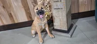 Georgia , a female Shiba Inu for sale in Grabill, IN – 3 of 4