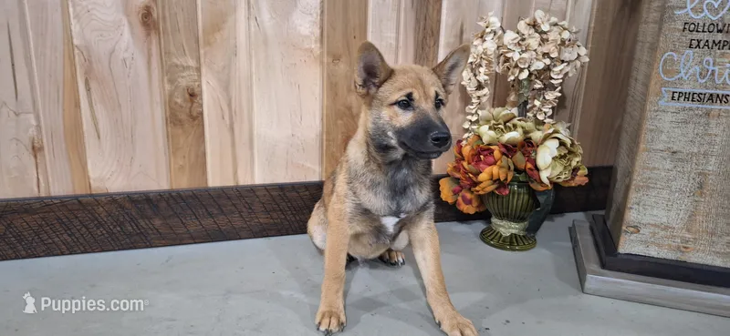 Ezra  – Shiba Inu puppy for sale in Grabill, IN
