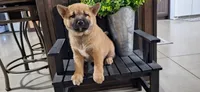 Georgia , a female Shiba Inu for sale in Grabill, IN – 1 of 4