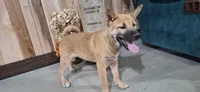 Georgia , a female Shiba Inu for sale in Grabill, IN – 2 of 4
