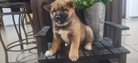Harley , a male Shiba Inu for sale in Grabill, IN – 7 of 7