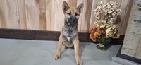 Ezra , a male Shiba Inu for sale in Grabill, IN – 2 of 4