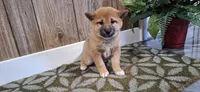 Dixie, a female Shiba Inu for sale in Grabill, IN – Photo 3 of 3
