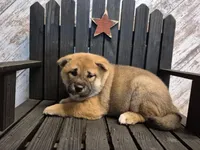 Dixie, a female Shiba Inu for sale in Grabill, IN – Photo 3 of 4