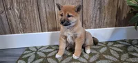 Dixie, a female Shiba Inu for sale in Grabill, IN – Photo 1 of 3