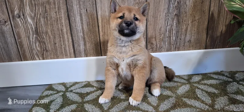 Dixie – Shiba Inu puppy for sale in Grabill, IN