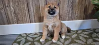 Dixie, a female Shiba Inu for sale in Grabill, IN – Photo 2 of 3