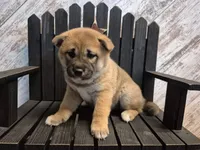 Dixie, a female Shiba Inu for sale in Grabill, IN – Photo 2 of 4