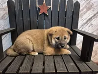 Dixie, a female Shiba Inu for sale in Grabill, IN – Photo 4 of 4