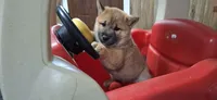 Doug, a male Shiba Inu for sale in Grabill, IN – 1 of 3
