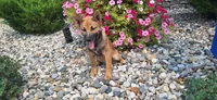 Ezra , a male Shiba Inu for sale in Grabill, IN – 4 of 4