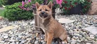 Doug, a female Shiba Inu for sale in Grabill, IN – 2 of 3