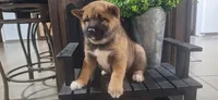 Harley , a male Shiba Inu for sale in Grabill, IN – 6 of 7