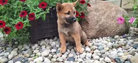 Ezra , a male Shiba Inu for sale in Grabill, IN – 5 of 5