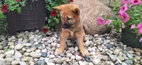 Georgia , a female Shiba Inu for sale in Grabill, IN – 2 of 4