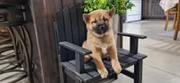 Georgia , a female Shiba Inu for sale in Grabill, IN – 2 of 4