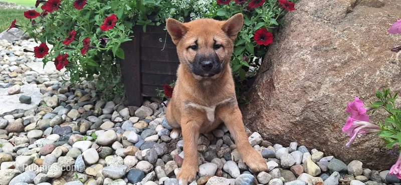 Georgia  – Shiba Inu puppy for sale in Grabill, IN
