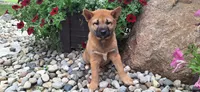 Georgia , a female Shiba Inu for sale in Grabill, IN – 1 of 4