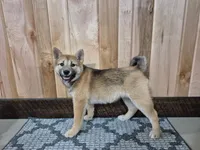 Dior , a female Shiba Inu for sale in Grabill, IN – Photo 4 of 6
