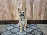Dior , a female Shiba Inu for sale in Grabill, IN – Photo 6 of 6