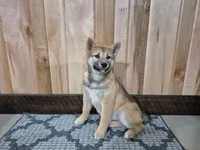 Dior , a female Shiba Inu for sale in Grabill, IN – Photo 5 of 6