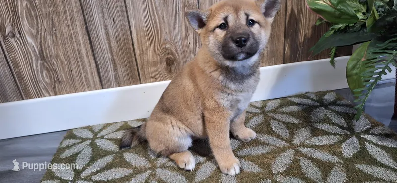 Dior  – Shiba Inu puppy for sale in Grabill, IN