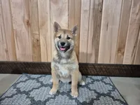 Dior , a female Shiba Inu for sale in Grabill, IN – Photo 2 of 6