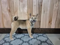 Dior , a female Shiba Inu for sale in Grabill, IN – Photo 3 of 6