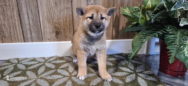 Dior  – Shiba Inu puppy for sale in Grabill, IN