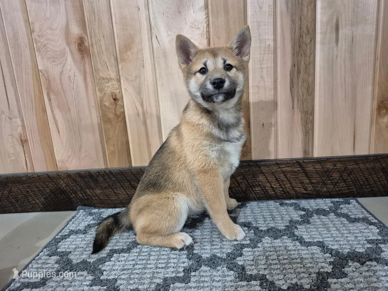 Dior  – Shiba Inu puppy for sale in Grabill, IN