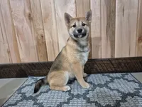 Dior , a female Shiba Inu for sale in Grabill, IN – Photo 1 of 6