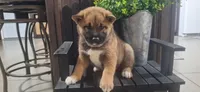 Harley , a male Shiba Inu for sale in Grabill, IN – 2 of 7