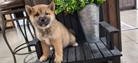 Doug, a male Shiba Inu for sale in Grabill, IN – 2 of 3