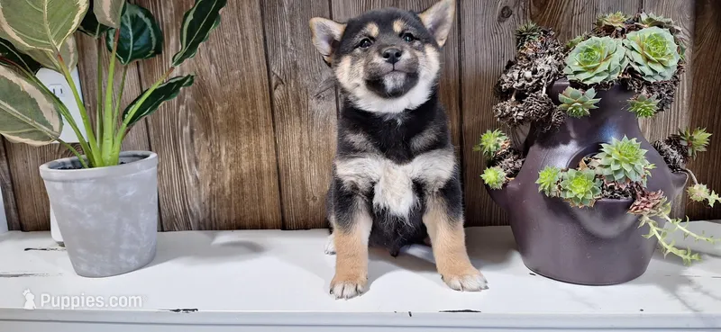 Dozer – Shiba Inu puppy for sale in Grabill, IN