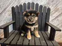Dozer, a male Shiba Inu for sale in Grabill, IN – Photo 1 of 3