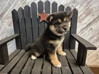 Dozer, a male Shiba Inu for sale in Grabill, IN – Photo 3 of 3