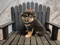 Dozer, a male Shiba Inu for sale in Grabill, IN – Photo 2 of 3