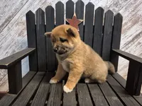 Diva, a female Shiba Inu for sale in Grabill, IN – Photo 2 of 4