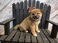 Diva, a female Shiba Inu for sale in Grabill, IN – Photo 4 of 4