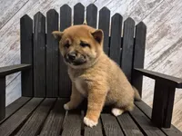 Diva, a female Shiba Inu for sale in Grabill, IN – Photo 1 of 4