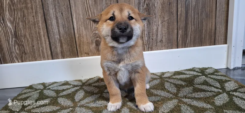 Diva – Shiba Inu puppy for sale in Grabill, IN