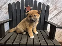 Diva, a female Shiba Inu for sale in Grabill, IN – Photo 3 of 4