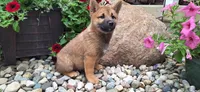 Ezra , a male Shiba Inu for sale in Grabill, IN – 2 of 5