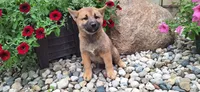 Ezra , a male Shiba Inu for sale in Grabill, IN – 4 of 5