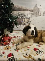 Gus Gus, a male Saint Bernard for sale in Salisbury, MD – Photo 2 of 8