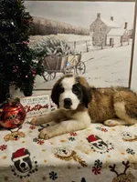 Gus Gus, a male Saint Bernard for sale in Salisbury, MD – Photo 1 of 8