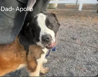 Gus Gus, a male Saint Bernard for sale in Salisbury, MD – Photo 8 of 8