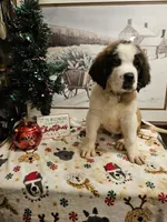 Gus Gus, a male Saint Bernard for sale in Salisbury, MD – Photo 5 of 8
