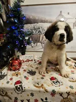 Gus Gus, a male Saint Bernard for sale in Salisbury, MD – Photo 3 of 8